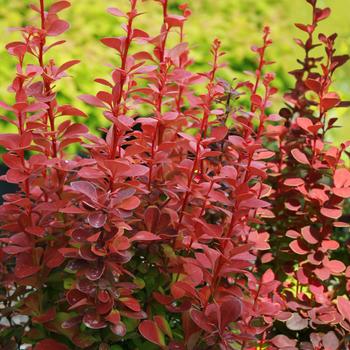 Berberis thunbergii 'Orange Rocket' PP18411