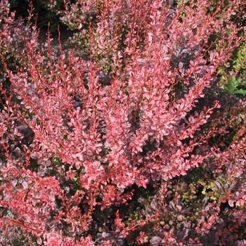 Berberis thunbergii 'Rosy Rocket'