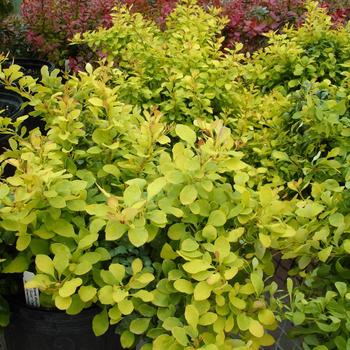 Berberis thunbergii 'Tiny Gold'