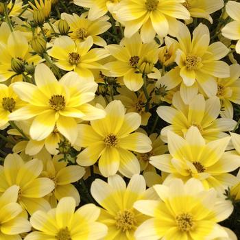 Bidens Cupcake™ 'Banana Cream'