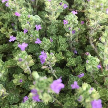 Thymus 'Multiple Varieties' 