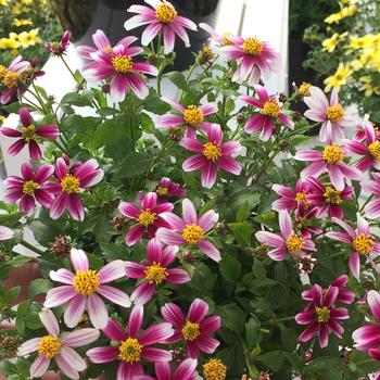 Bidens Cupcake™ 'Strawberry'