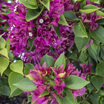 Bougainvillea 'Koiro' PP23272