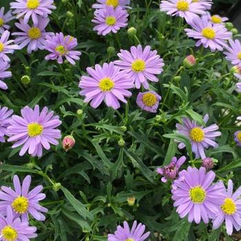 Brachyscome 'Mauve Delight'