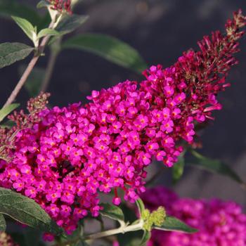 Buddleia davidii Buzz™ 'Hot Raspberry'