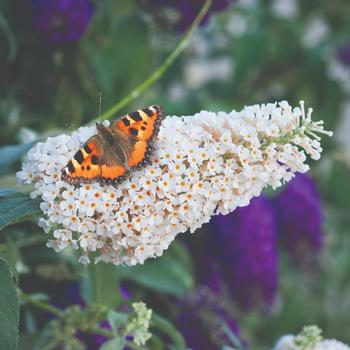 Buddleia davidii Buzz® 'Ivory'