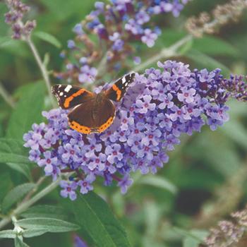 Buddleia davidii 'Tobudviole' PP22063