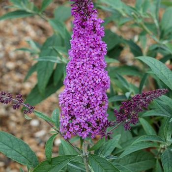 Buddleia davidii Buzz® 'Magenta Improved'