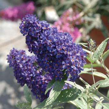 Buddleia davidii Buzz® 'Midnight'