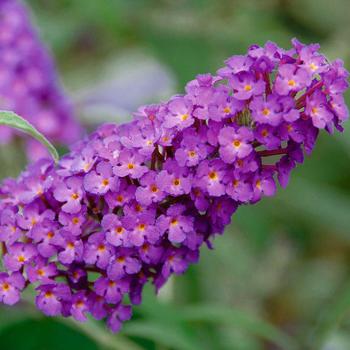 Buddleia davidii Buzz® 'Purple'