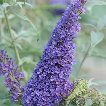 Buddleia davidii Buzz® 'Sky Blue'