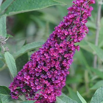 Buddleia davidii 'Tobud0703' PP23462