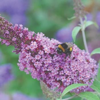 Buddleia davidii 'Soft pink' 