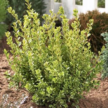 Buxus microphylla 'Peergold' PP16052