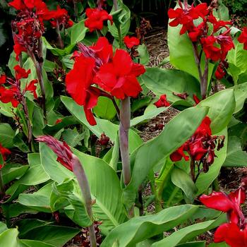 Canna 'Fire Dragon'