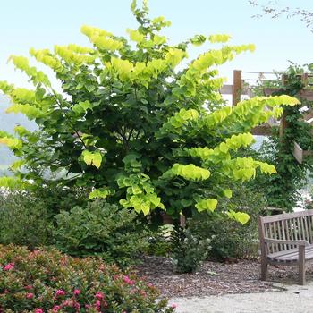 Cercis canadensis 'Hearts of Gold' 