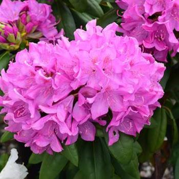 Rhododendron catawbiense 'Roseum Pink' 