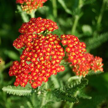 Achillea millefolium 'Skysail Fire' 