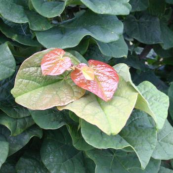 Cercis canadensis 'Little Woody' PP15854