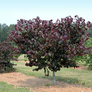 Cercis canadensis 'Merlot' PP22297