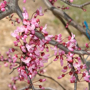 Cercis canadensis 'Ruby Falls'