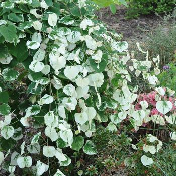 Cercis canadensis 'Whitewater' PP23998