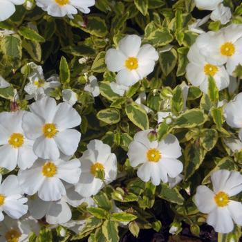 Cistus corbariensis 'Little Miss Sunshine'