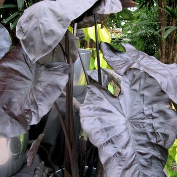 Colocasia esculenta 'Black Coral' PP23896