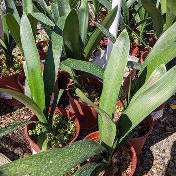 Clivia miniata 'San Marcos Yellow' 