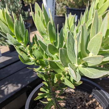 Leucospermum 'Goldie' 