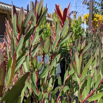 Leucadendron 'Silvan Red' 