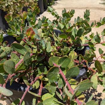 Arctostaphylos 'John Dourley' 