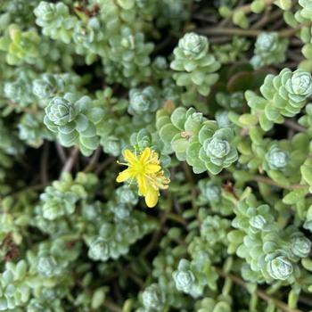 Sedum oaxacanum