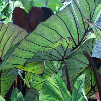 Colocasia esculenta Royal Hawaiian® 'Blue Hawaii'