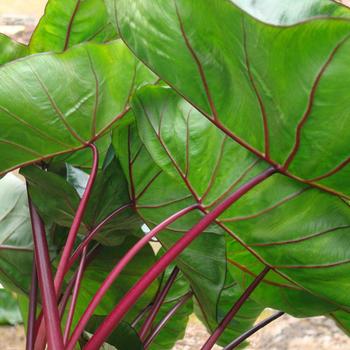 Colocasia esculenta Royal Hawaiian® 'Hawaiian Punch'