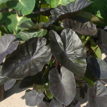 Colocasia esculenta 'Kona Coffee' 