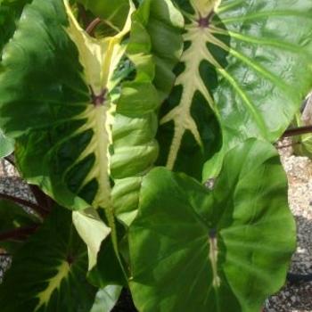 Colocasia esculenta 'White Lava' 