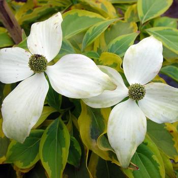 Cornus kousa 'Summer Gold'