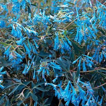 Corydalis flexuosa Hillier™ 'Porcelain Blue'