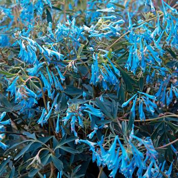 Corydalis flexuosa 'Porcelain Blue' 