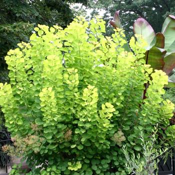 Cotinus coggygria 'Golden Spirit'