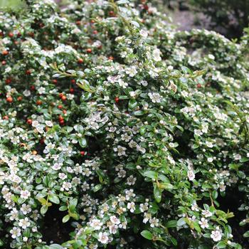 Cotoneaster 'Emerald Beauty'