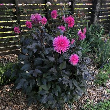 Dahlia Electro™ 'Pink'