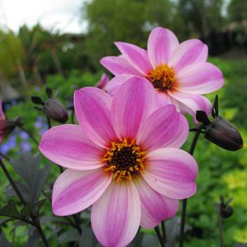 Dahlia variabilis 'Zone Ten' PP19885