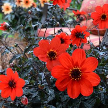 Dahlia variabilis 'Mystic Enchantment'