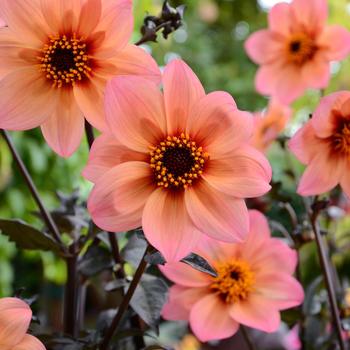 Dahlia variabilis 'Mystic Fantasy'