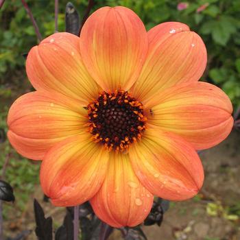 Dahlia variabilis 'Dark Side of the Sun' PP23501