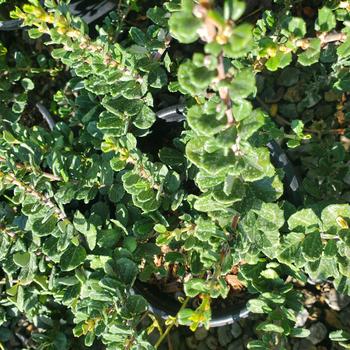 Ceanothus maritimus