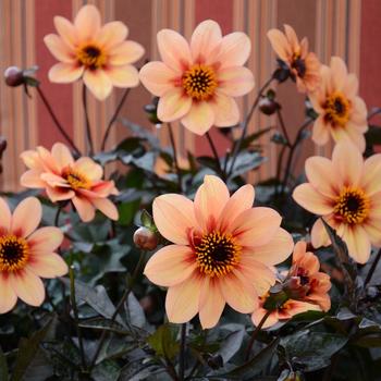 Dahlia variabilis 'Mystic Memories' 