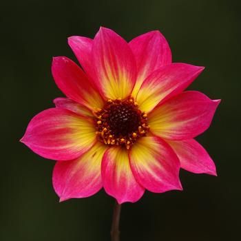 Dahlia variabilis 'Mystic Sparkler' 